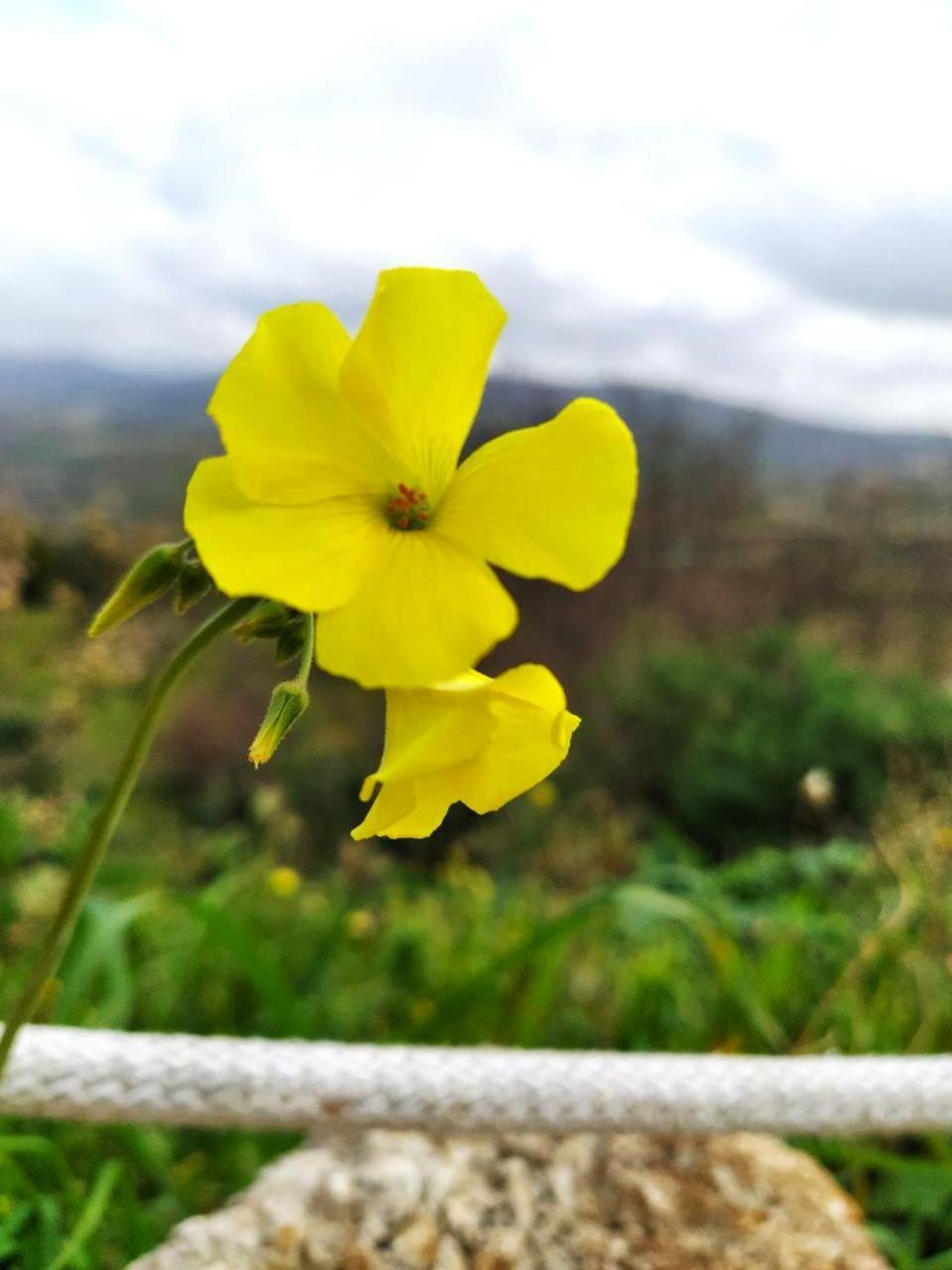 Roba Albanisi Otel Aragona Dış mekan fotoğraf