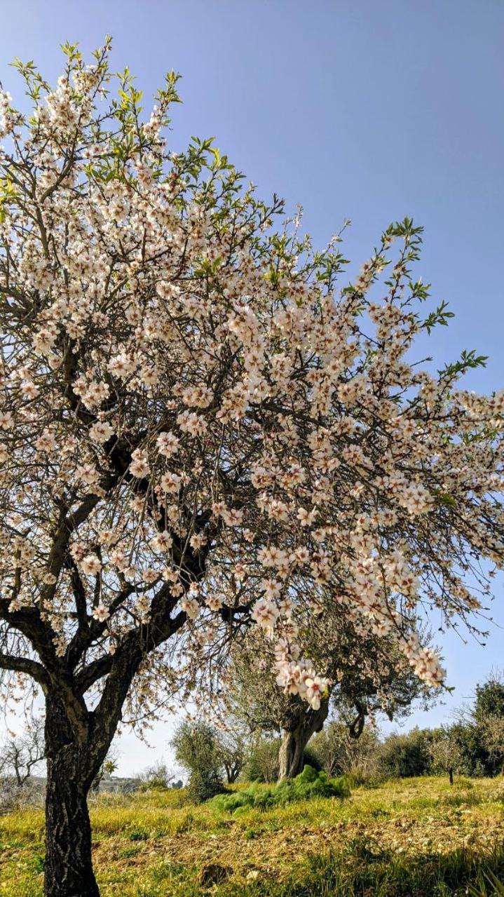 Roba Albanisi Otel Aragona Dış mekan fotoğraf